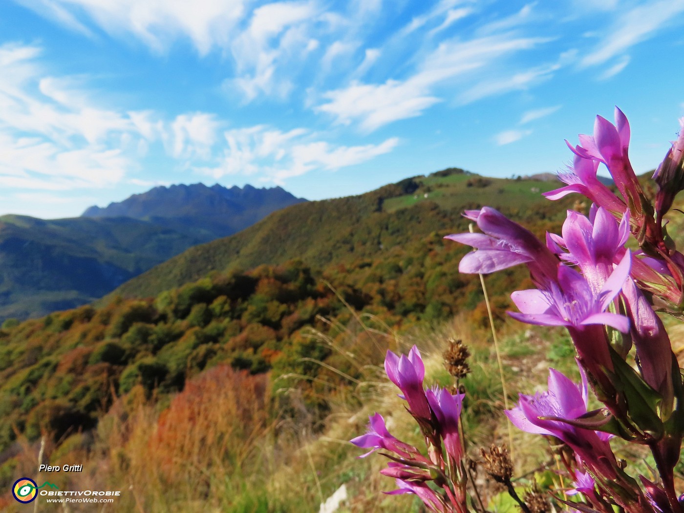 52 Gentianella anisodonta (Genzianella anisodonta) con vista verso la Sella e il Resegone.JPG